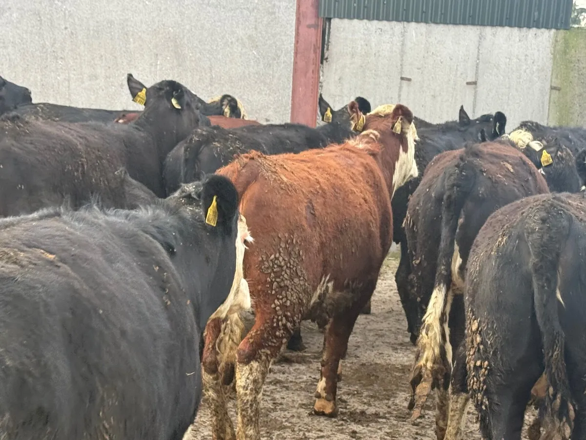 20 Hereford & Angus Heifers 330kgs - Image 3