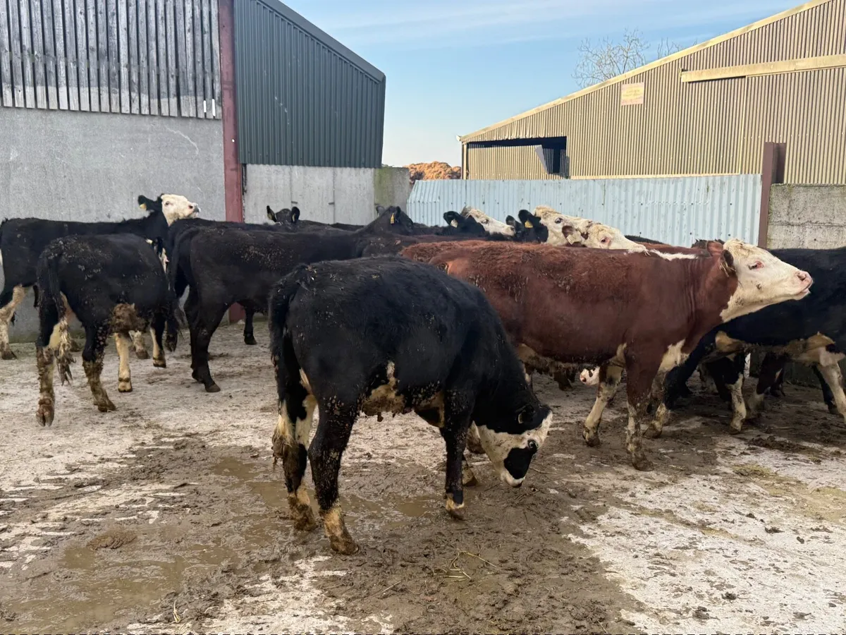 20 Hereford & Angus Heifers 330kgs - Image 2