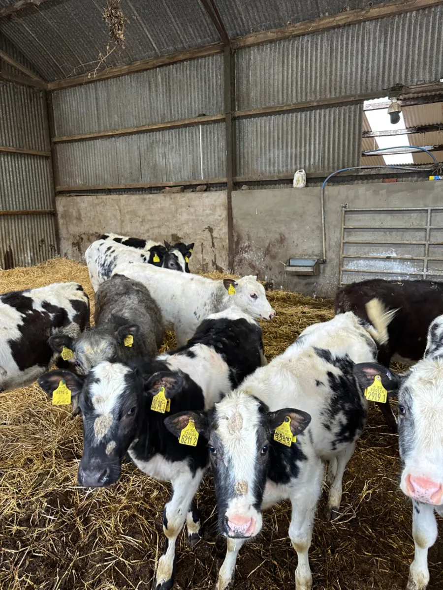 Blue and beef shorthorn heifers - Image 1
