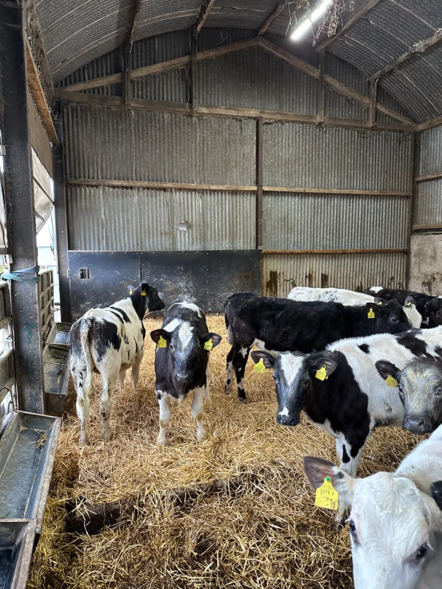 Blue and beef shorthorn heifers - Image 3