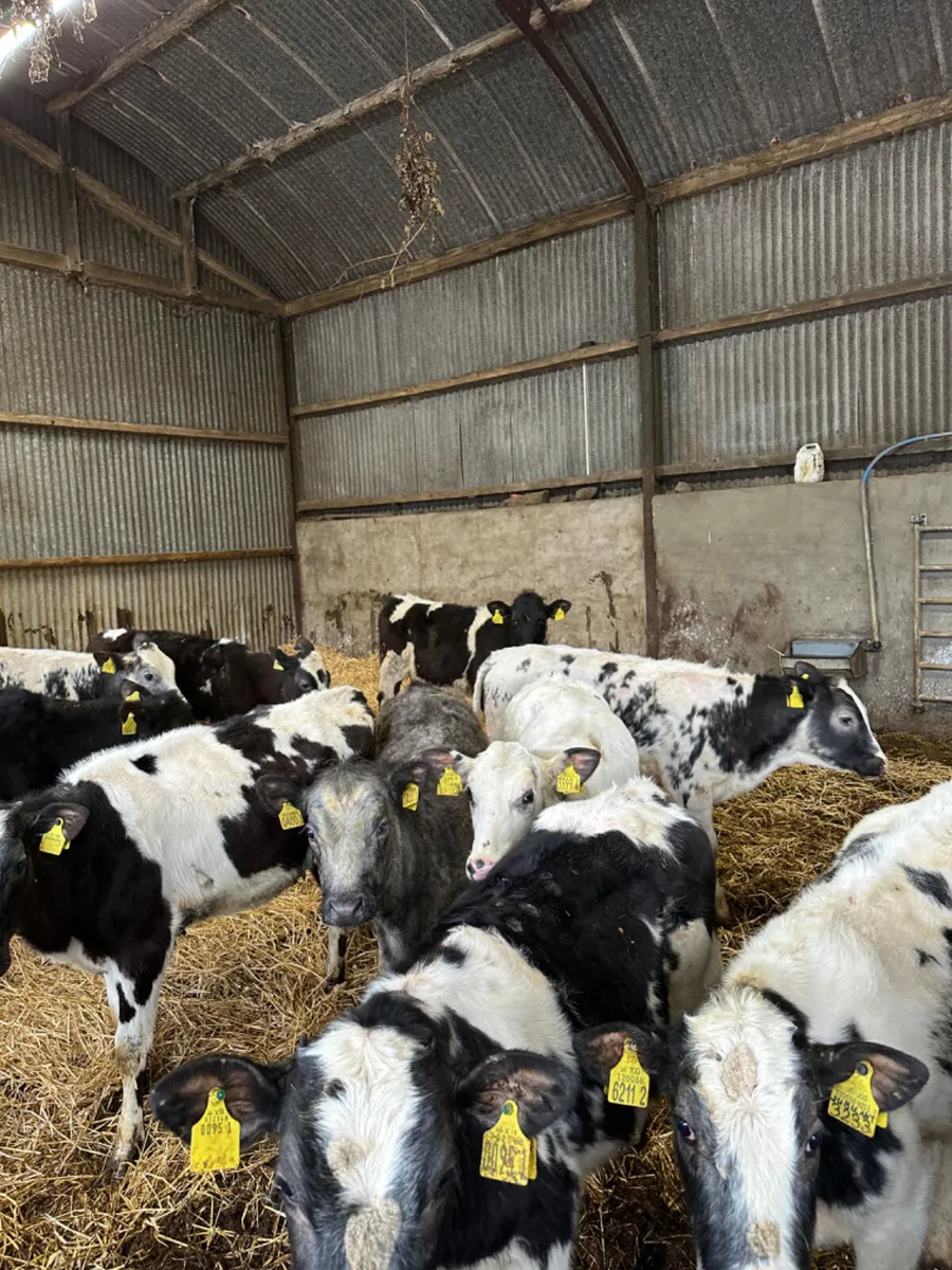 Blue and beef shorthorn heifers - Image 4