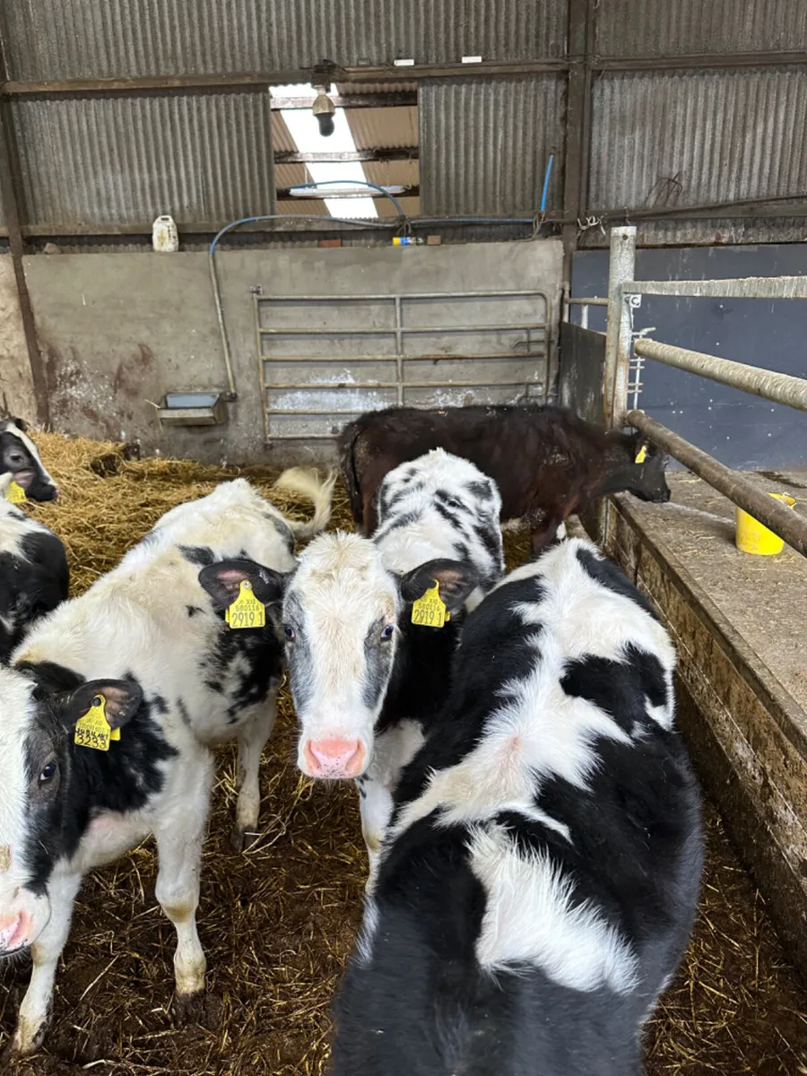 Blue and beef shorthorn heifers - Image 2