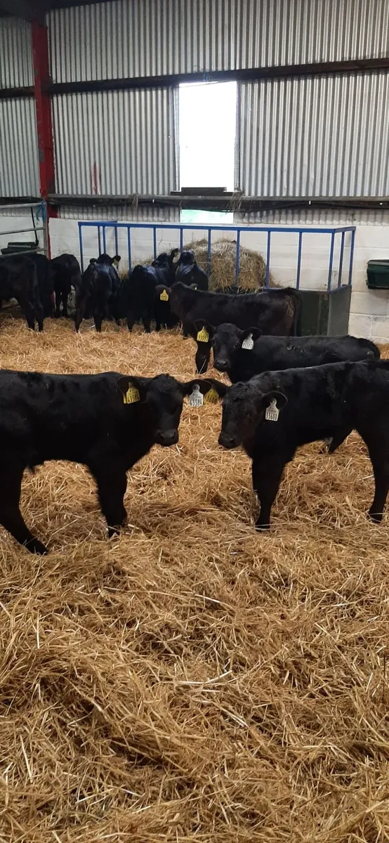 Strong AA calves for sale - Image 1