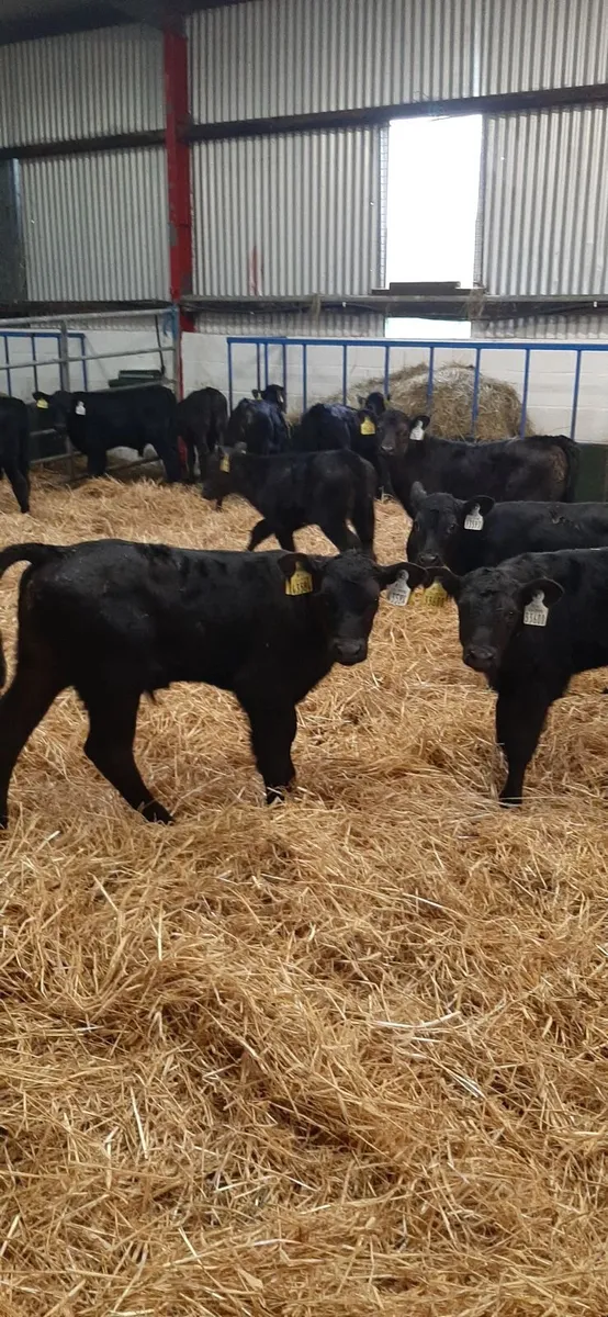 Strong AA calves for sale - Image 2