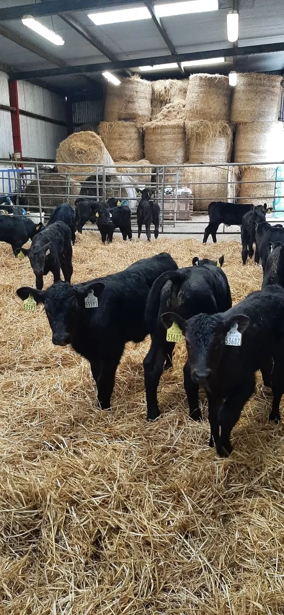 Strong AA calves for sale - Image 3