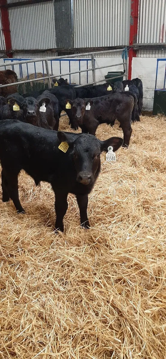 Strong AA calves for sale - Image 4