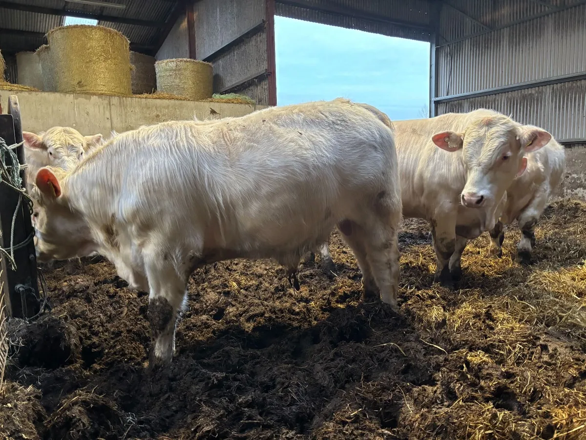 Charolaise pedigree polled yearling bulls - Image 1