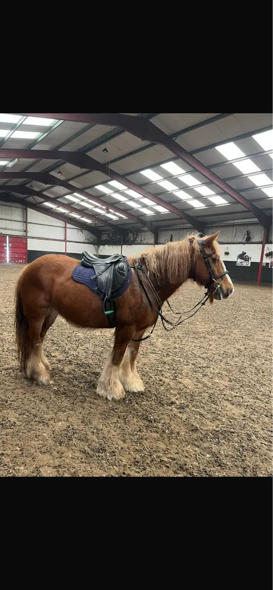 14.2/3 smashing cob mare - Image 3