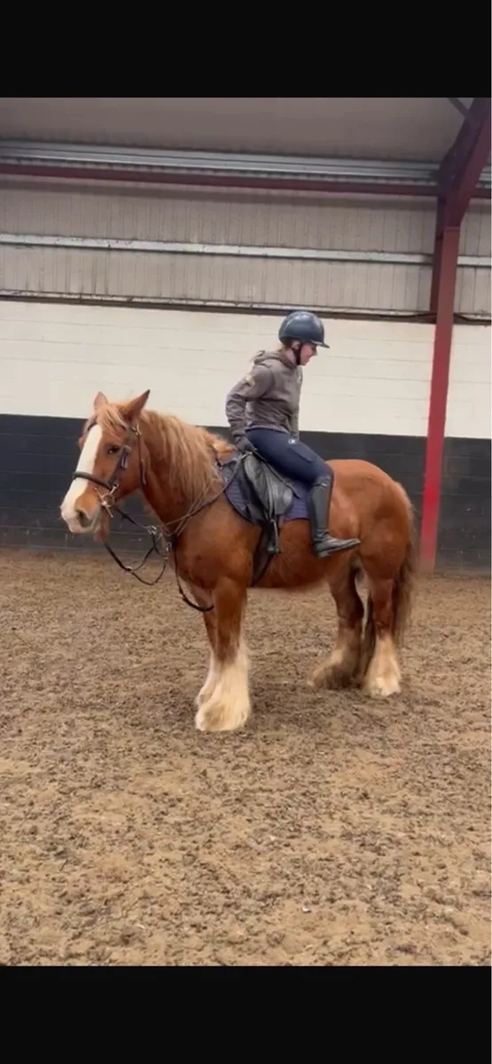 14.2/3 smashing cob mare - Image 4