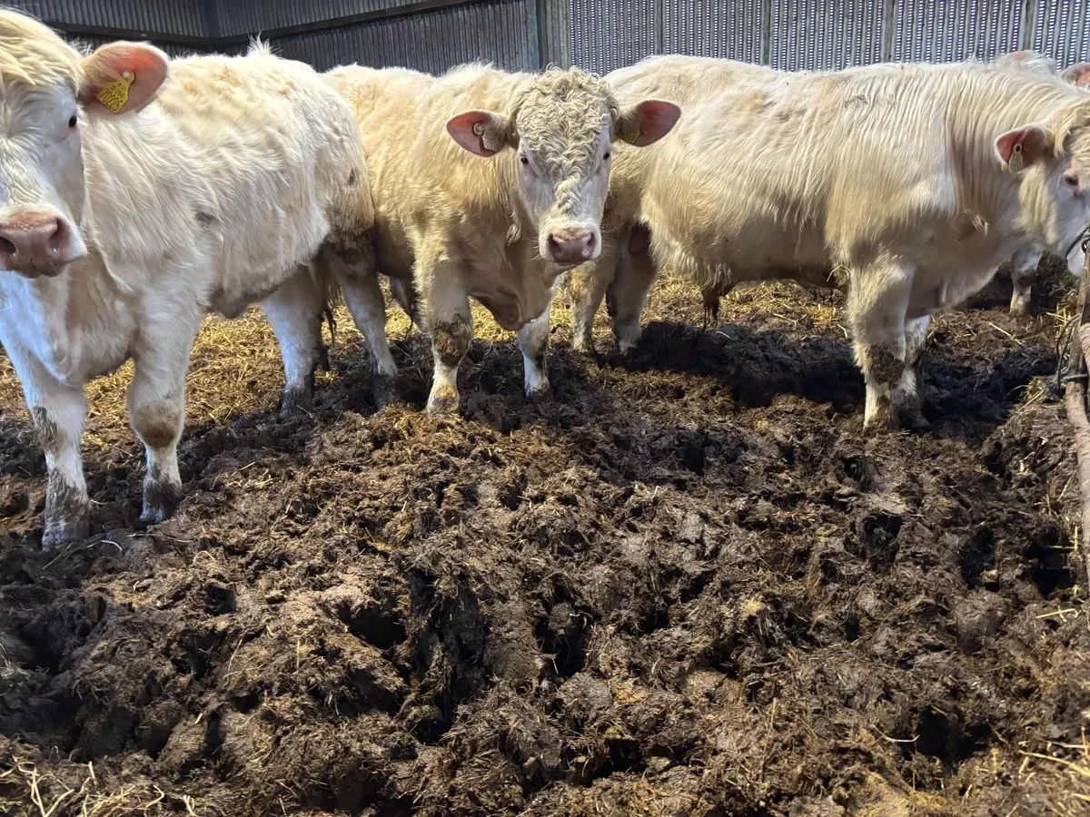 Charolaise pedigree polled yearling bulls - Image 3
