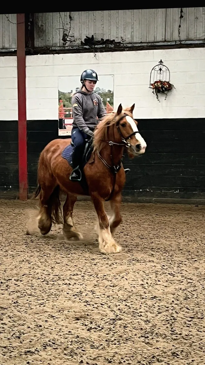 14.2/3 smashing cob mare - Image 1