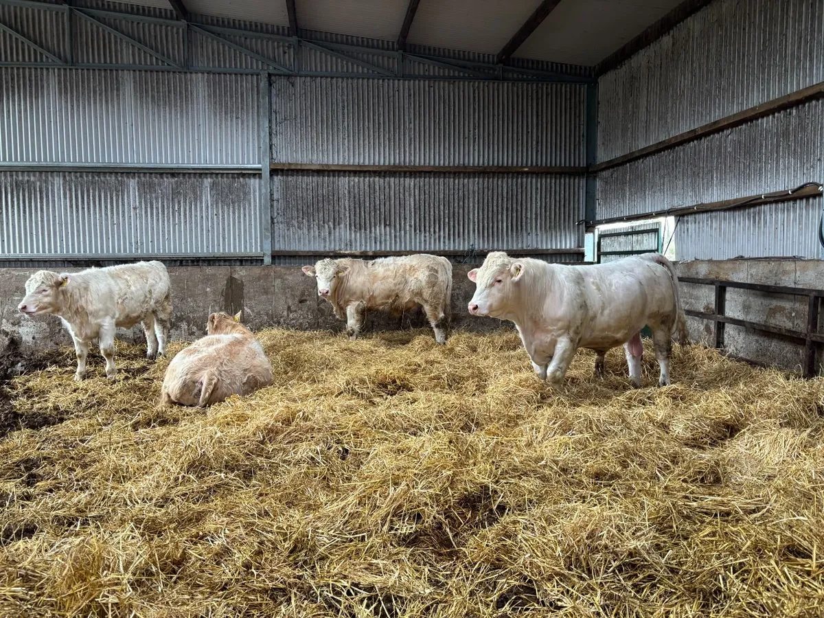 Charolaise pedigree polled yearling bulls - Image 4