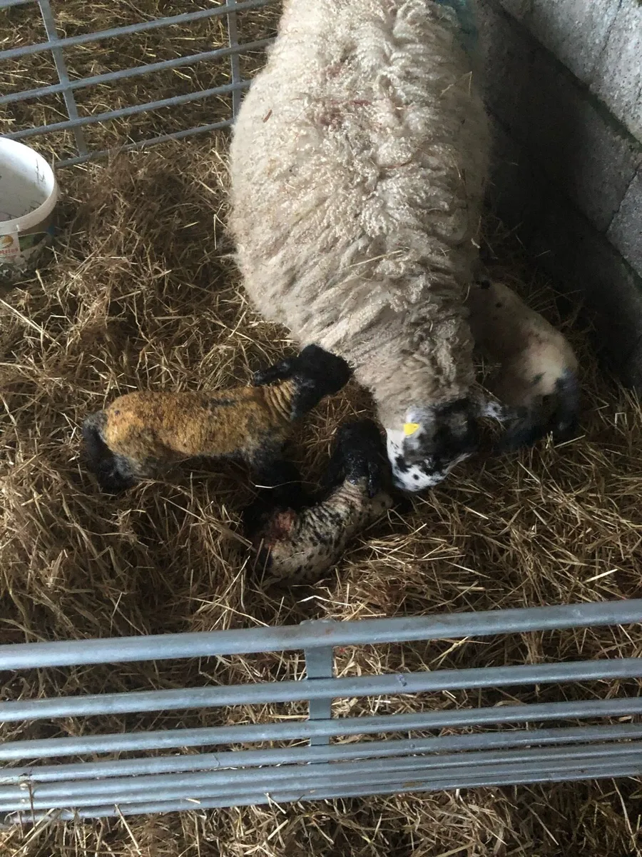 Foster Lambs - Image 1