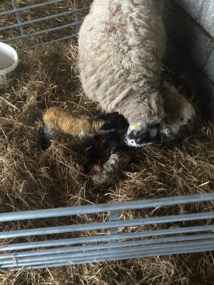 Foster Lambs - Image 2
