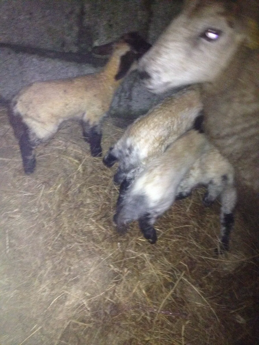 Foster Lambs - Image 3