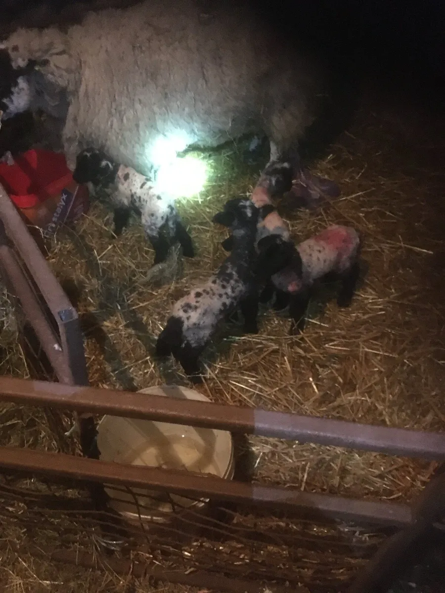 Foster Lambs - Image 4