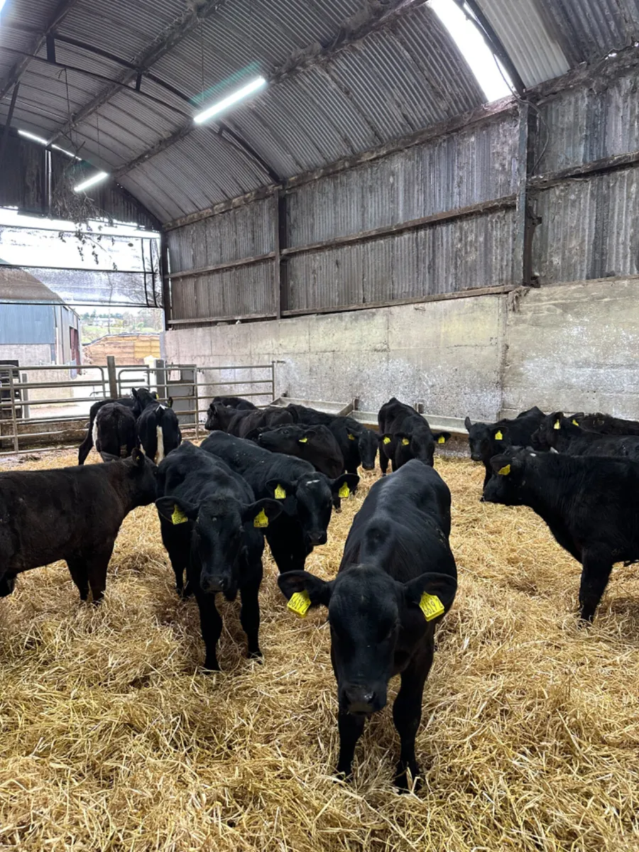 Angus and lim bulls - Image 3