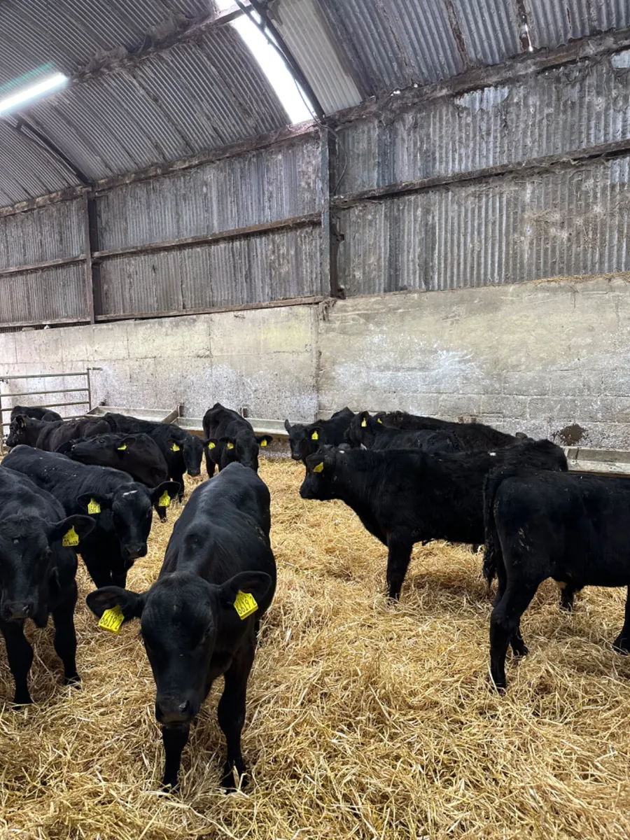 Angus and lim bulls - Image 1