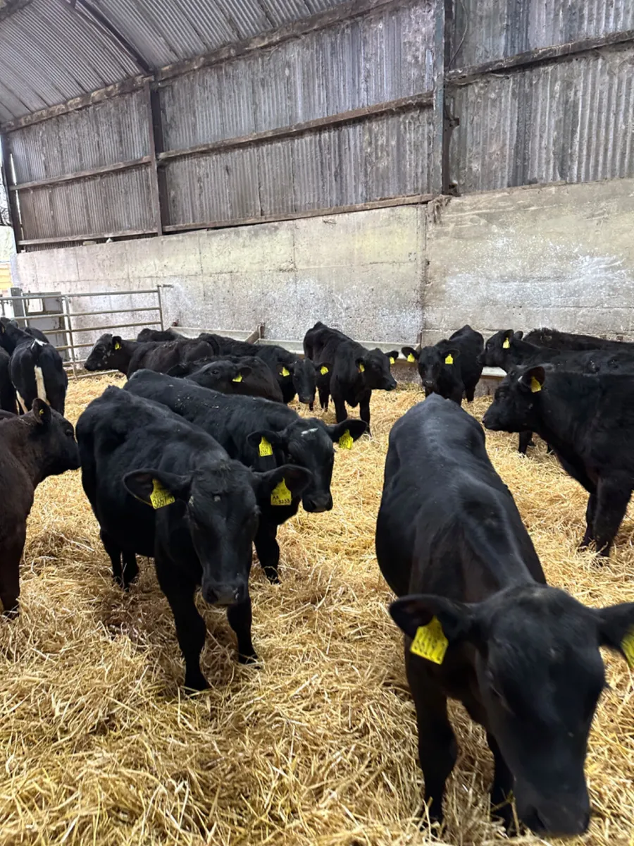 Angus and lim bulls - Image 4