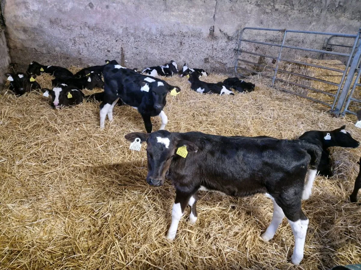 Heifer calves - Image 1