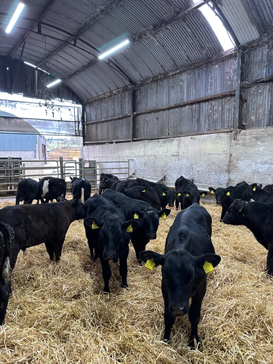 Angus and lim bulls - Image 2