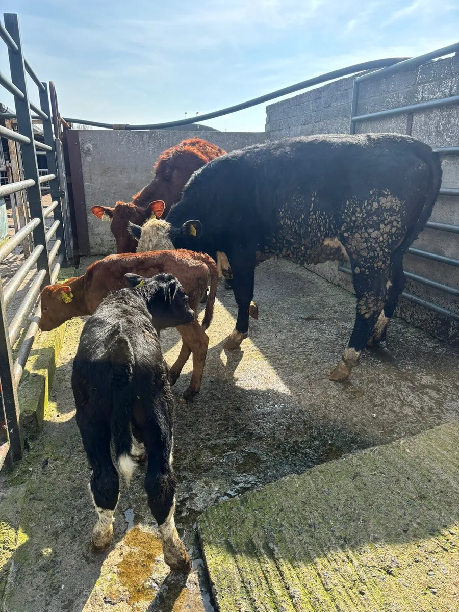 Heifers and calves - Image 1