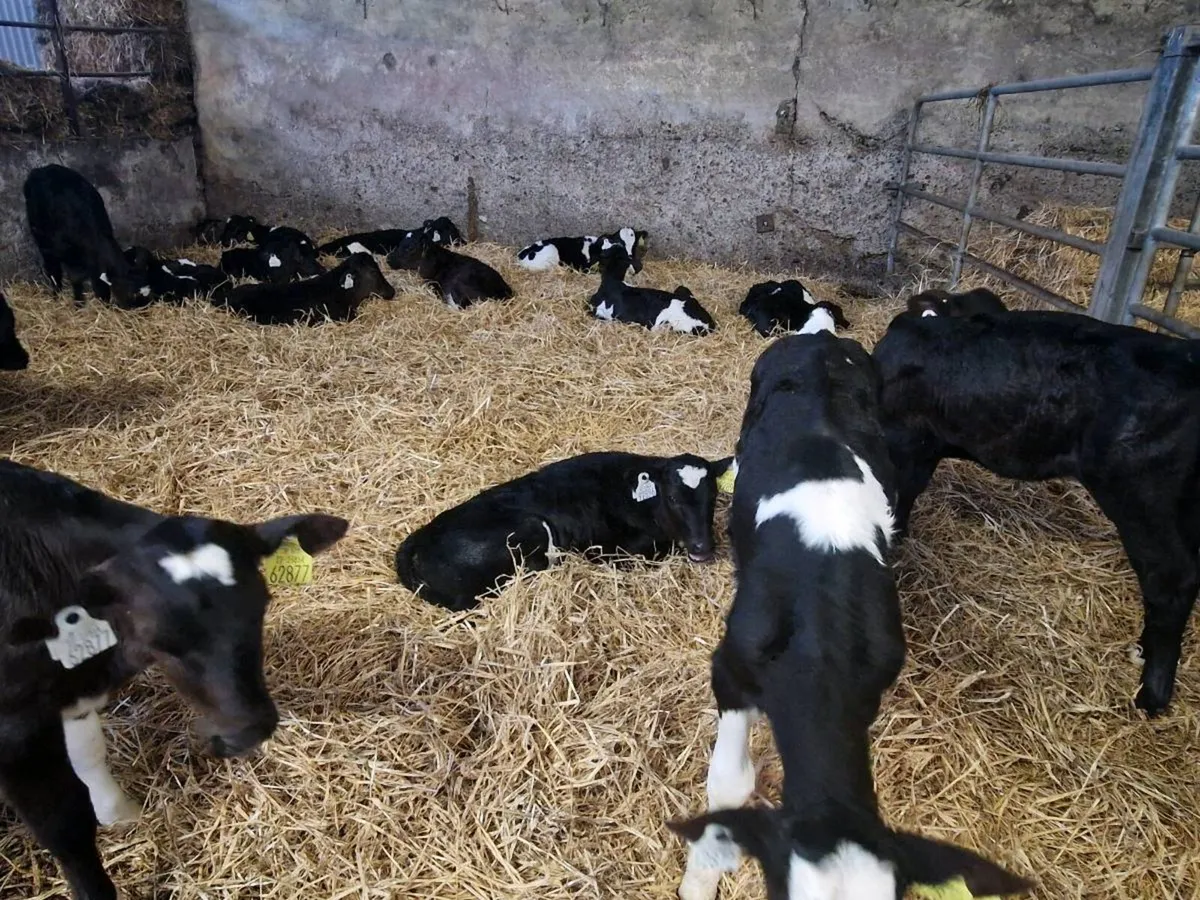 Heifer calves - Image 2