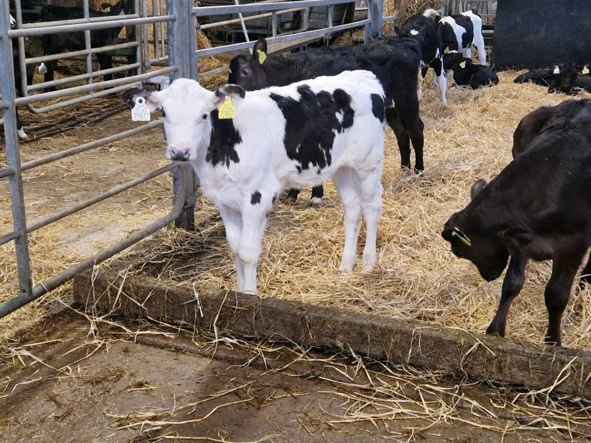 Heifer calves - Image 3