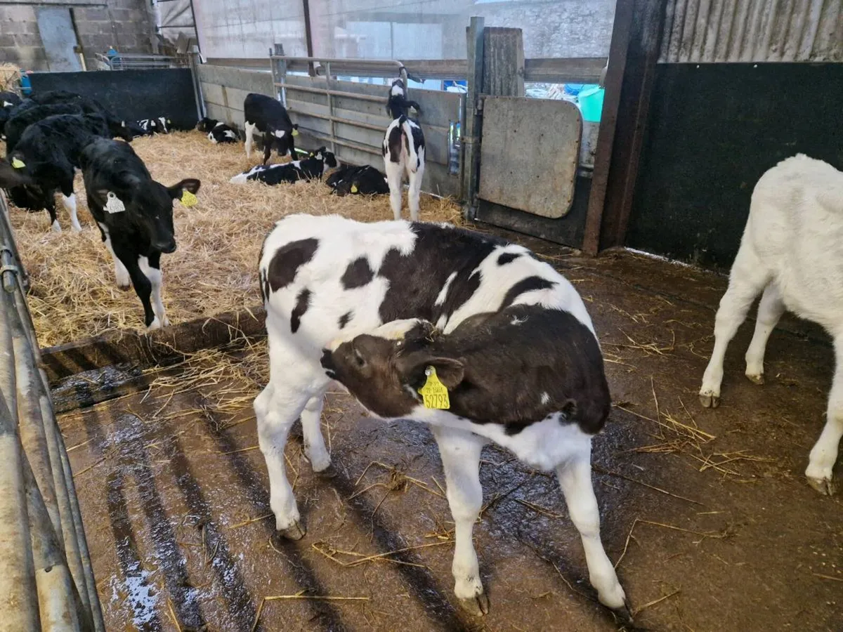 Heifer calves - Image 4