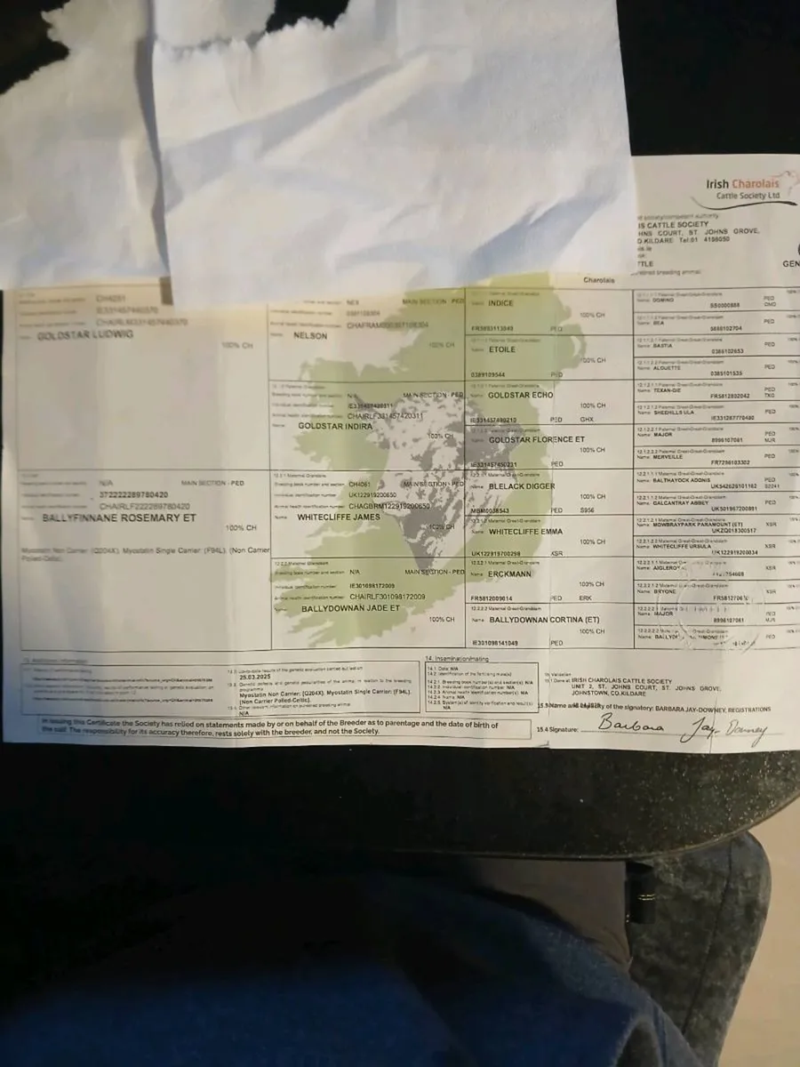 PBR Char bull - Image 3