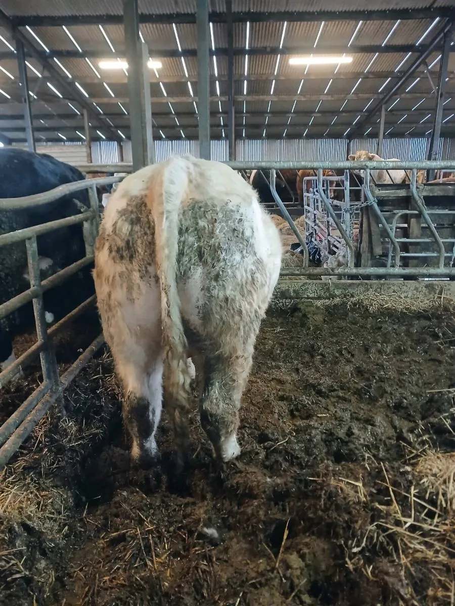 PBR Char bull - Image 4