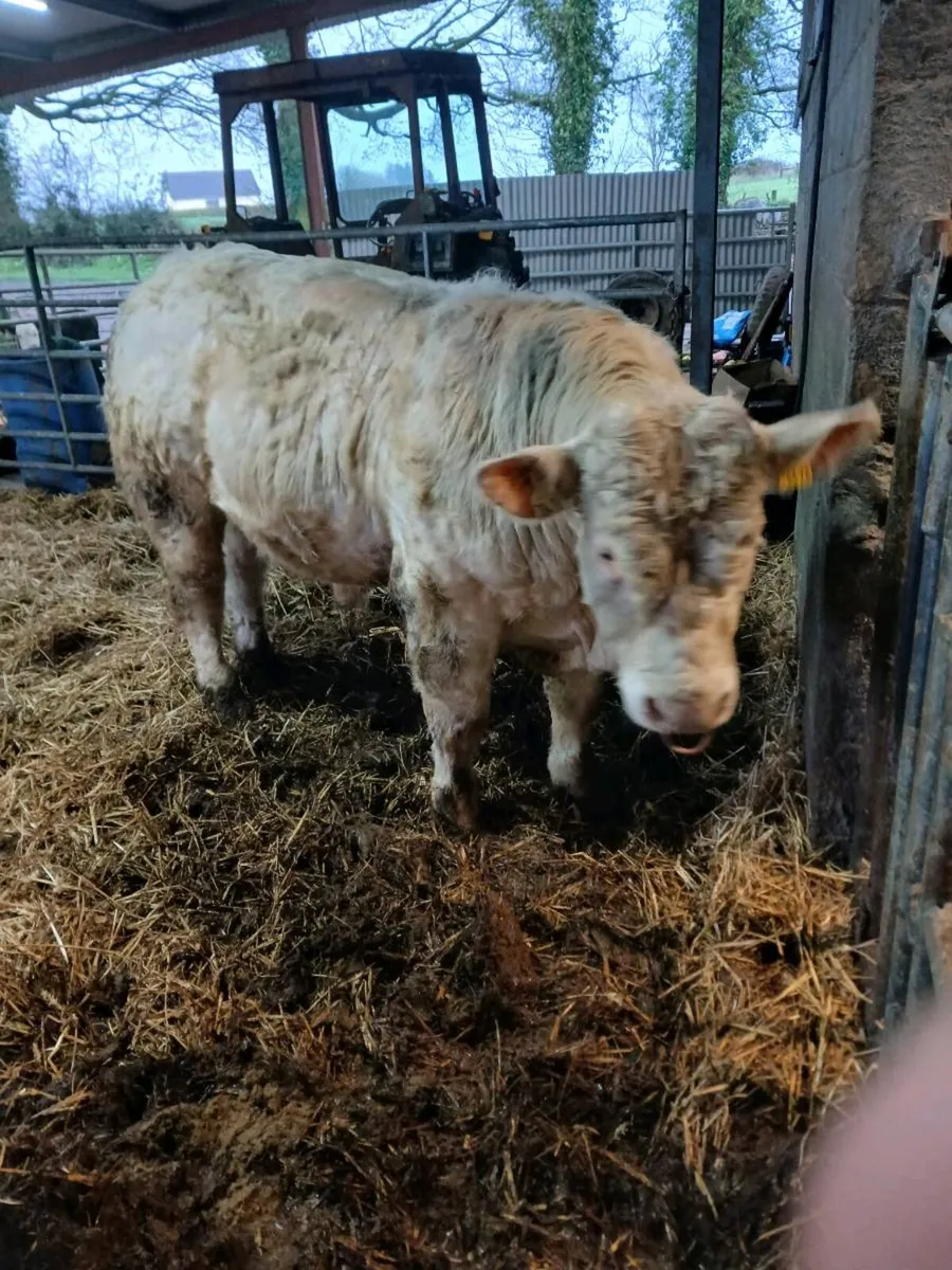 PBR Char bull - Image 2