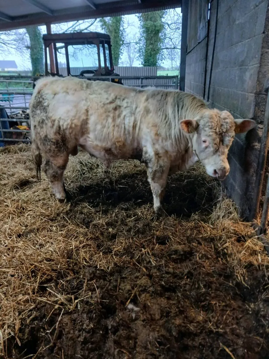 PBR Char bull - Image 1