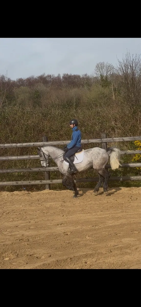 14.2h 5 yo gelding Connemara Pony - Image 3