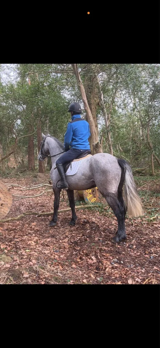 14.2h 5 yo gelding Connemara Pony - Image 4