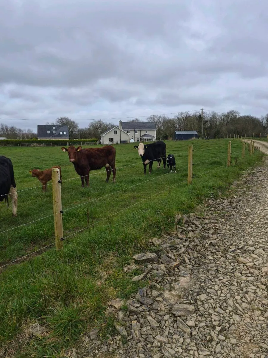 Heifers and calves - Image 3