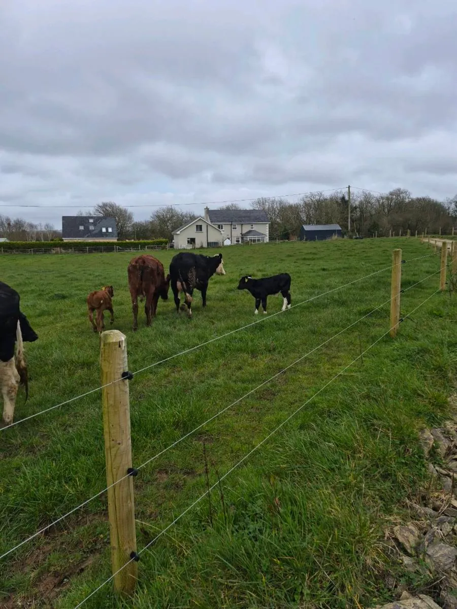 Heifers and calves - Image 2