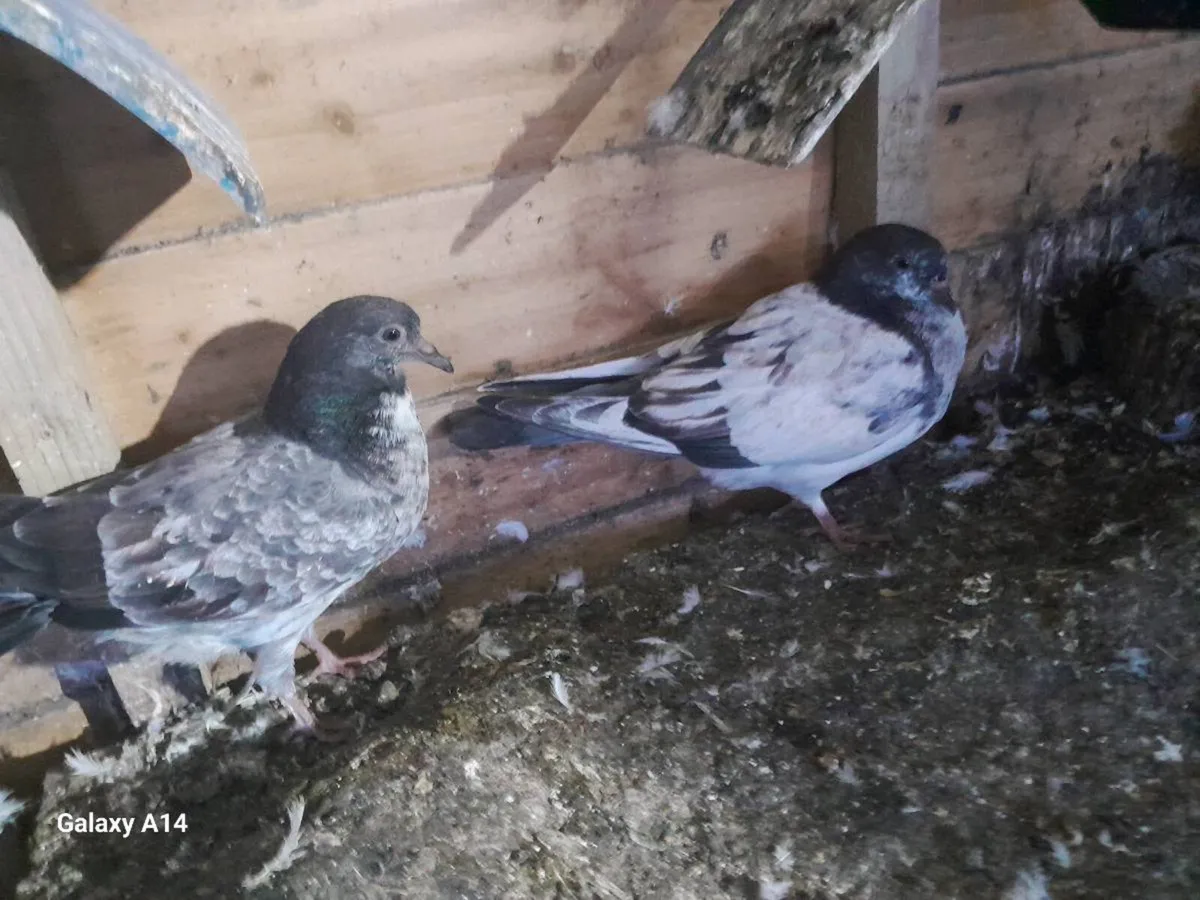 Pigeons for sale - Image 1