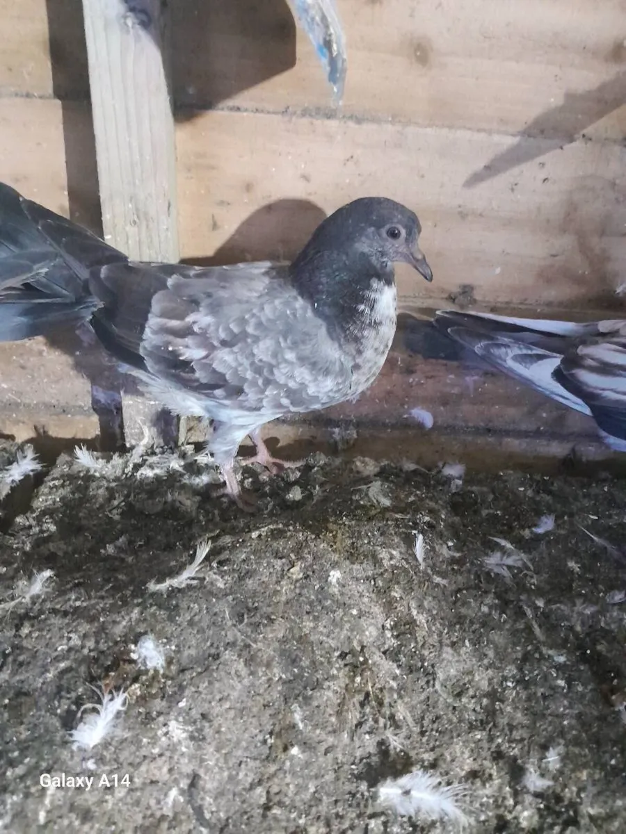 Pigeons for sale - Image 2