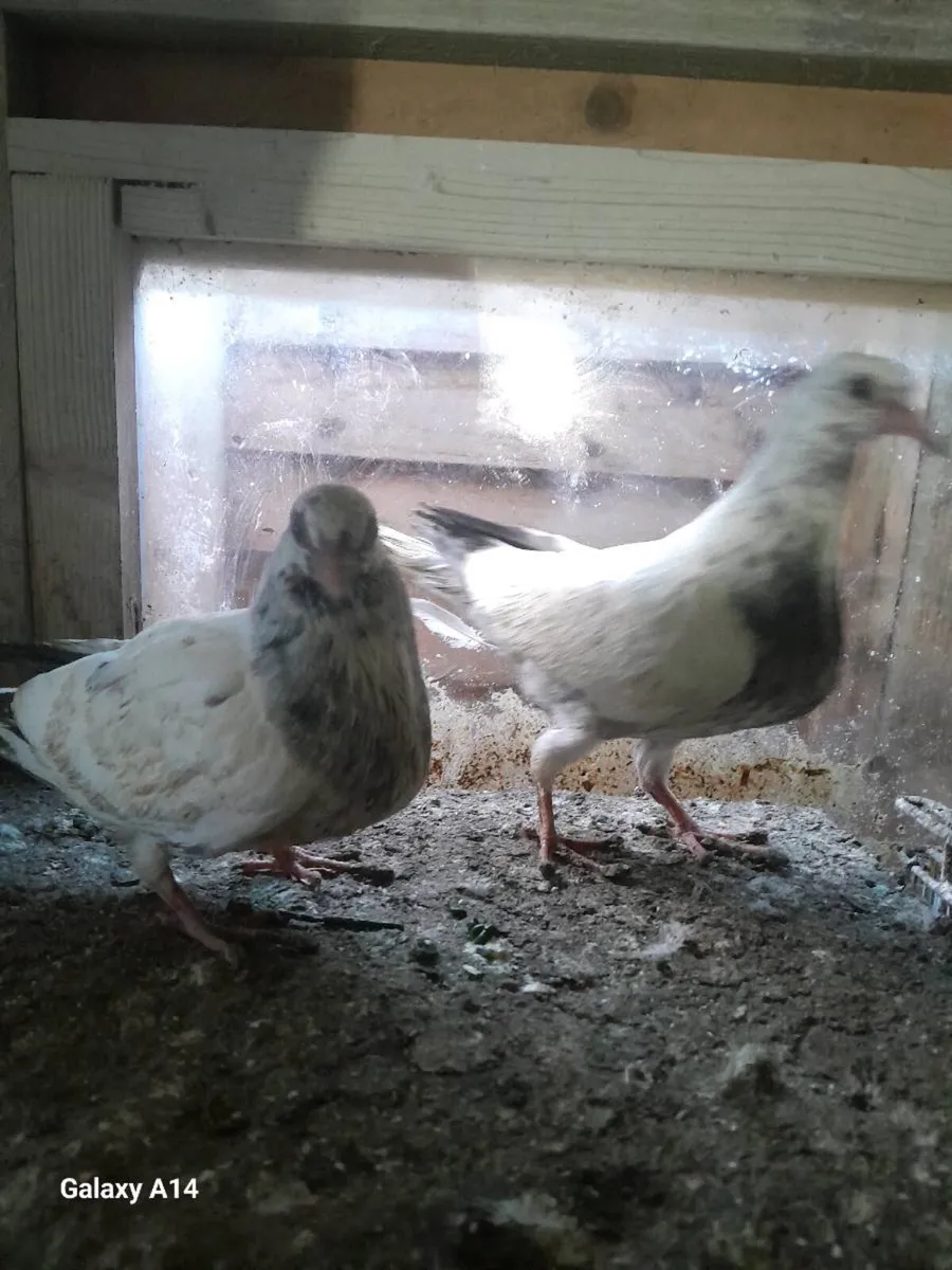 Pigeons for sale - Image 3