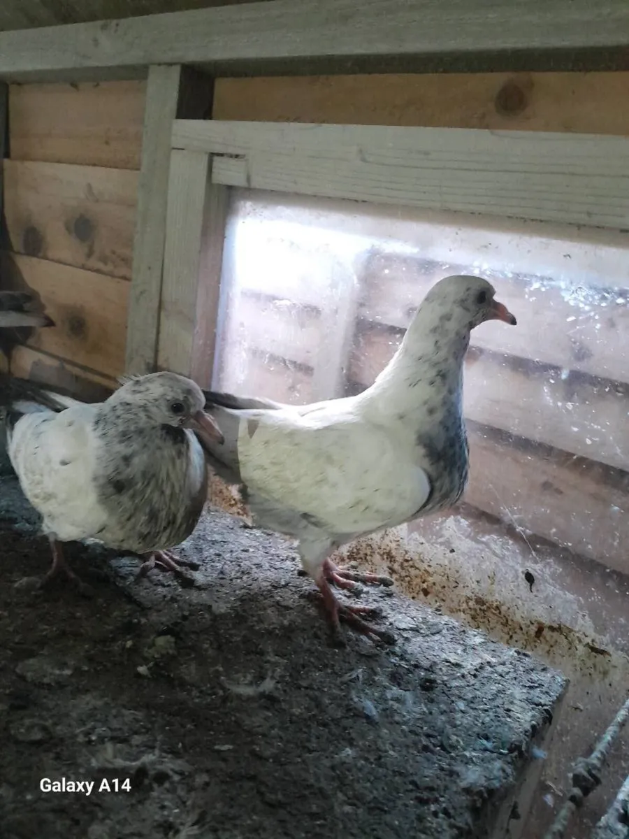 Pigeons for sale - Image 4