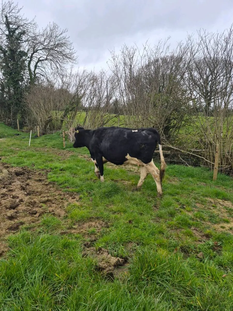 Br freisan incalf heifer - Image 1