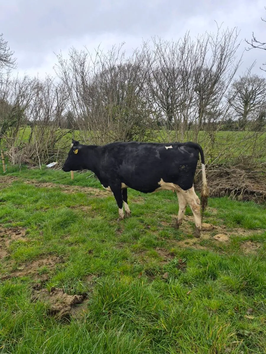 Br freisan incalf heifer - Image 2