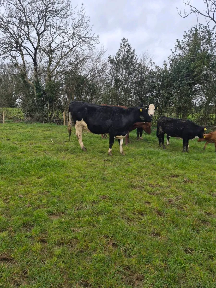 Br freisan incalf heifer - Image 3