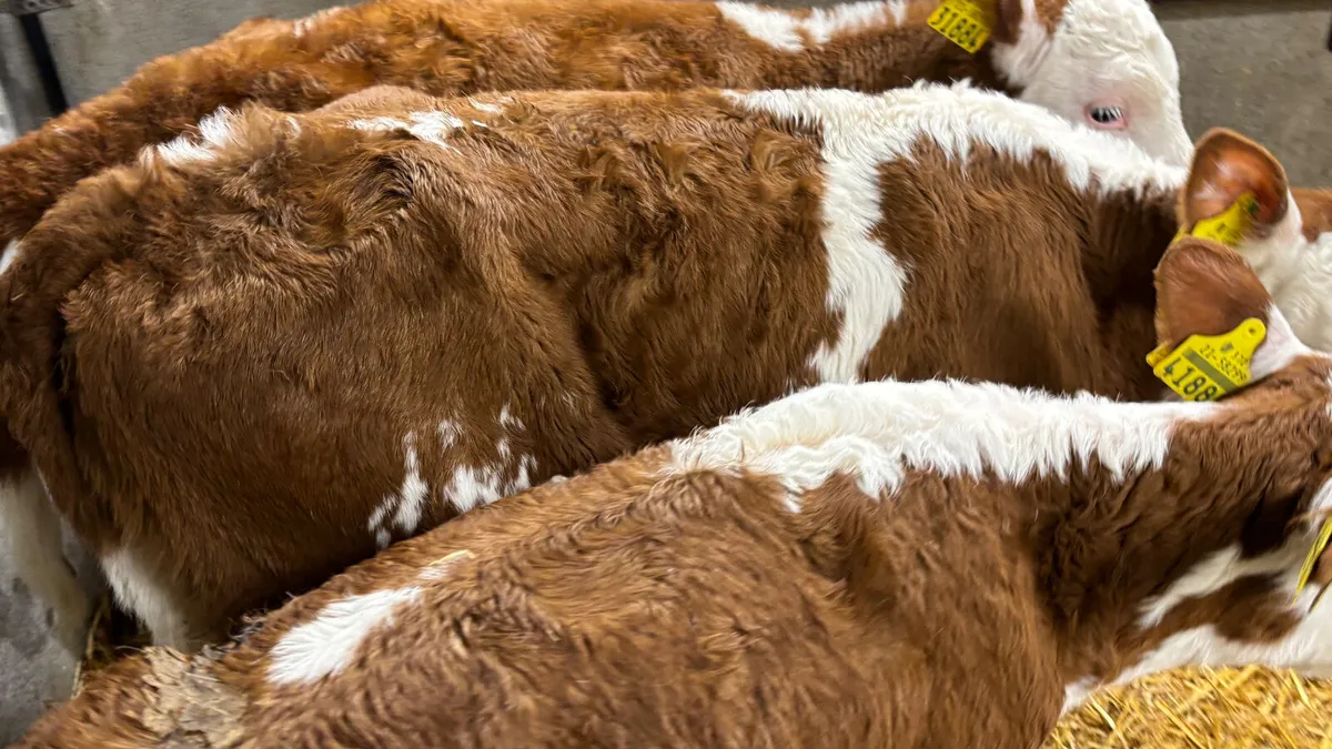 3 Once A Day Red White Head Heifers - Image 3