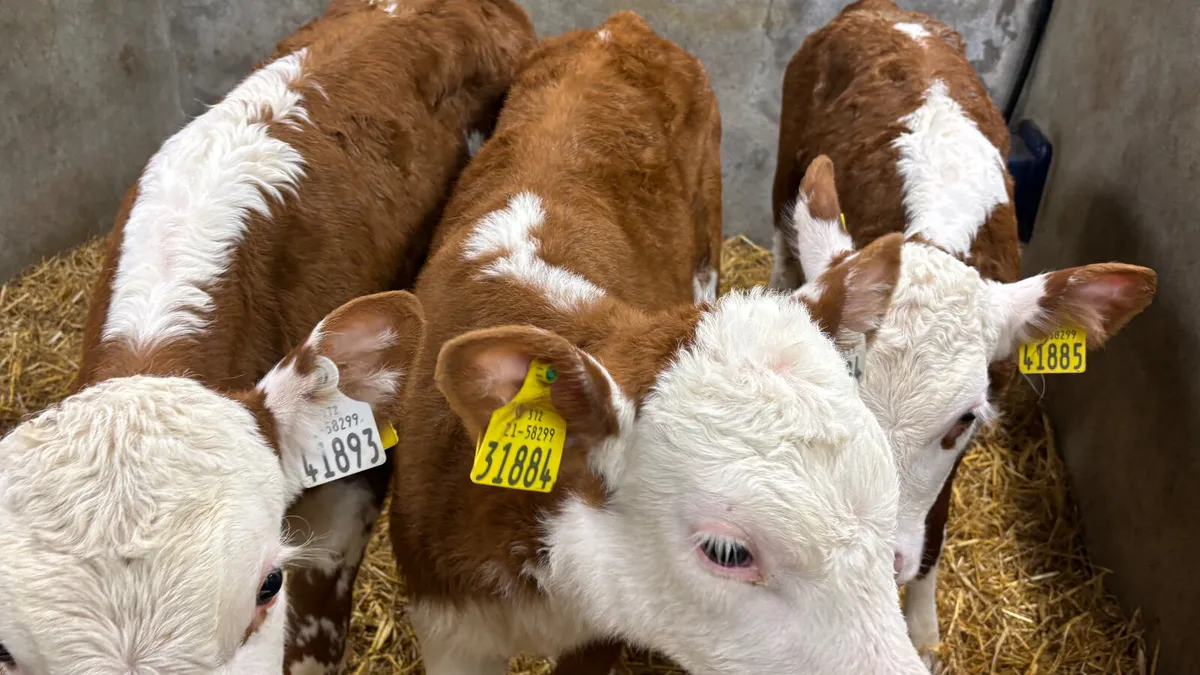 3 Once A Day Red White Head Heifers - Image 2