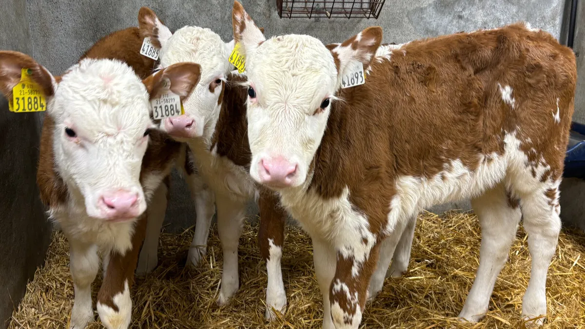 3 Once A Day Red White Head Heifers - Image 1