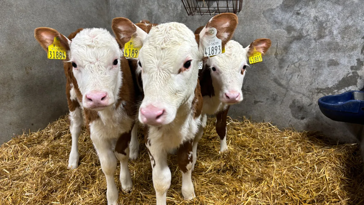 3 Once A Day Red White Head Heifers - Image 4