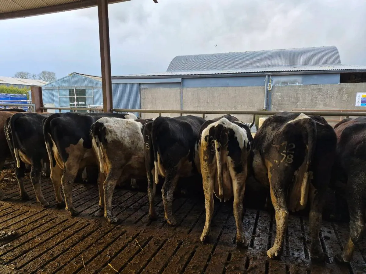 Incalf ciws - Image 2