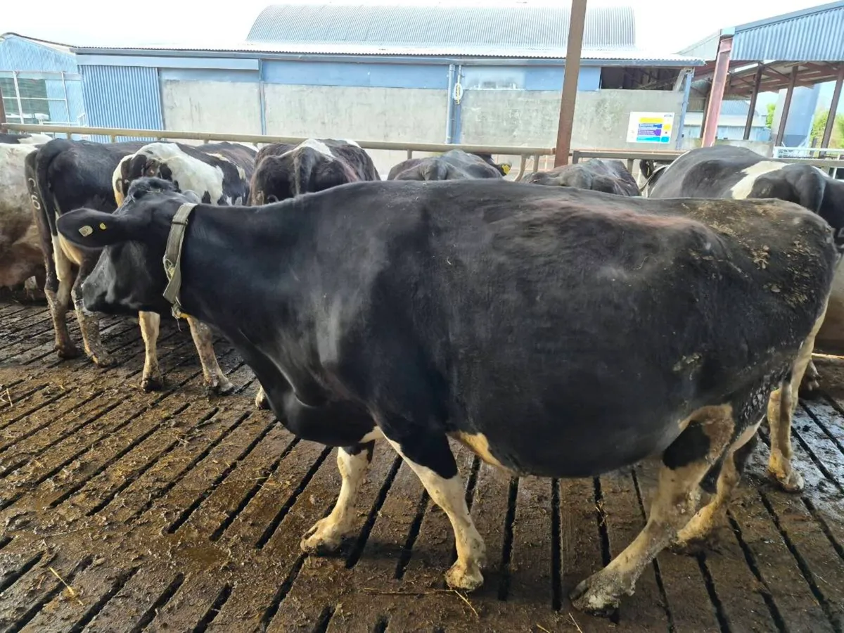 Incalf ciws - Image 3